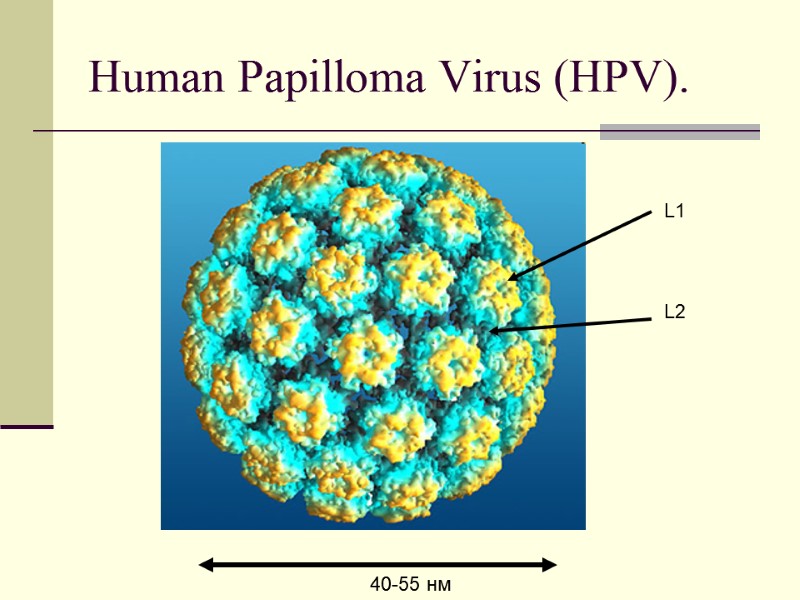 Human Papilloma Virus (HPV). 40-55 нм L1 L2